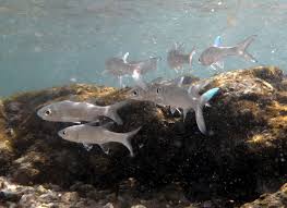Striped threadfin