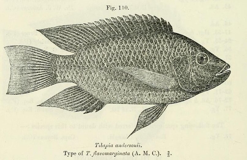 Threespot tilapia