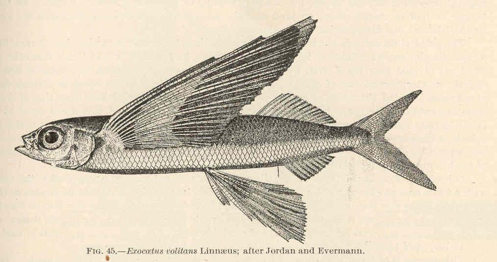 Tropical two-wing flyingfish