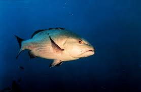 Two-spot red snapper