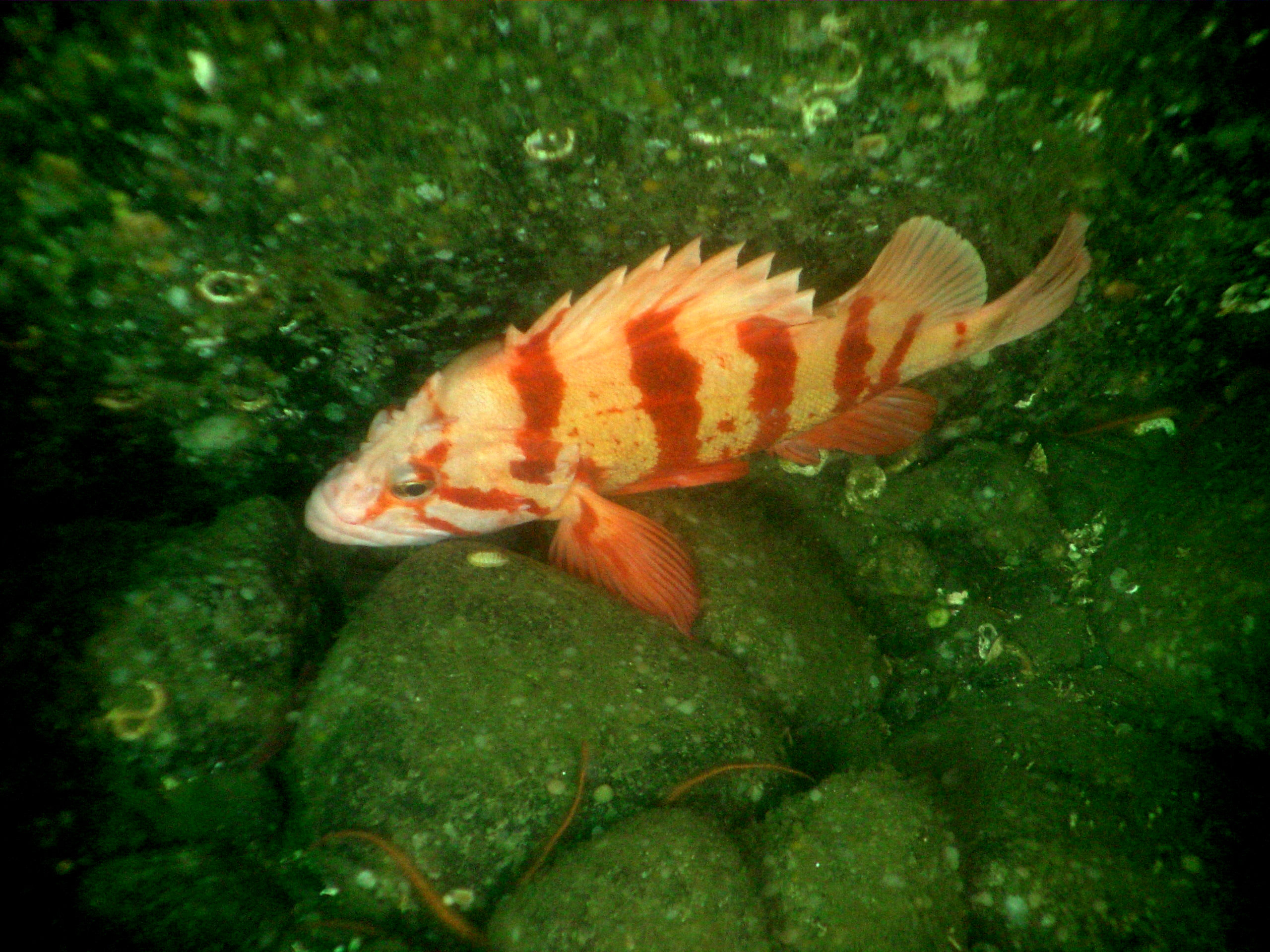 Tiger rockfish