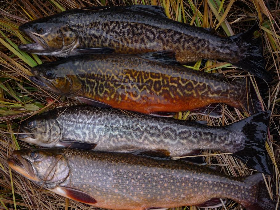 Tiger trout