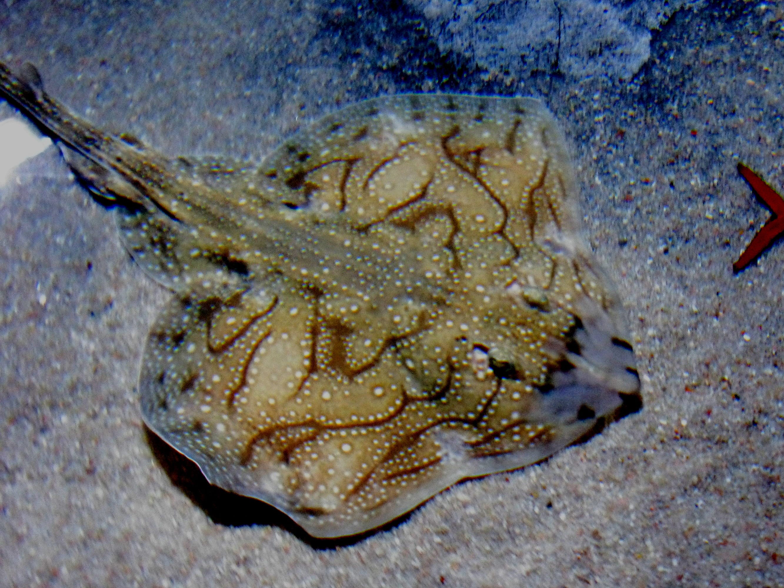 Undulate ray