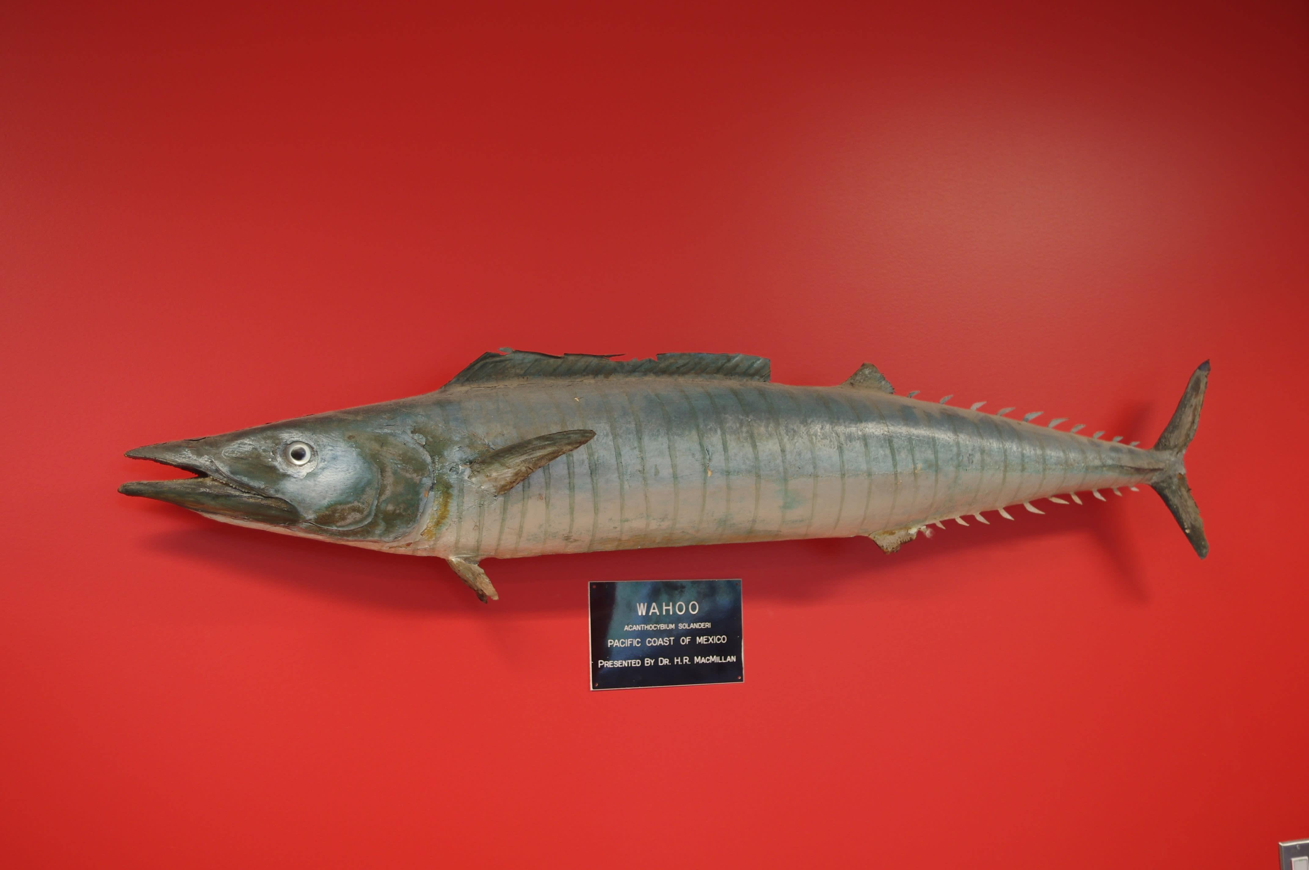 Wahoo