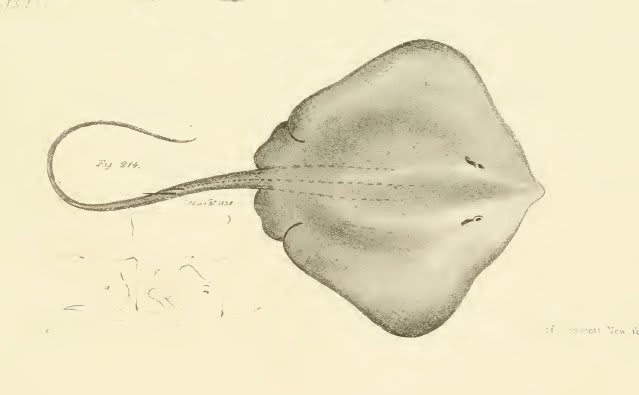 Whip stingray