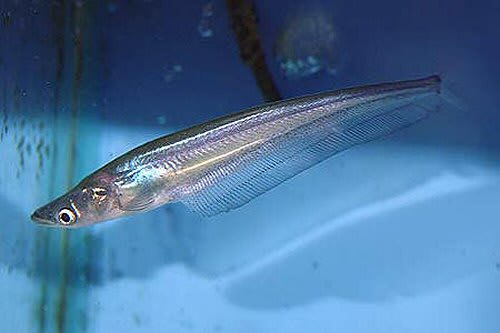 Whisker sheatfish