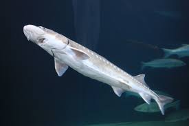 White sturgeon