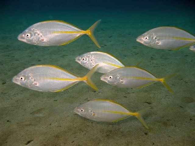 White trevally