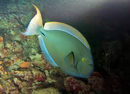 Yellowfin surgeonfish
