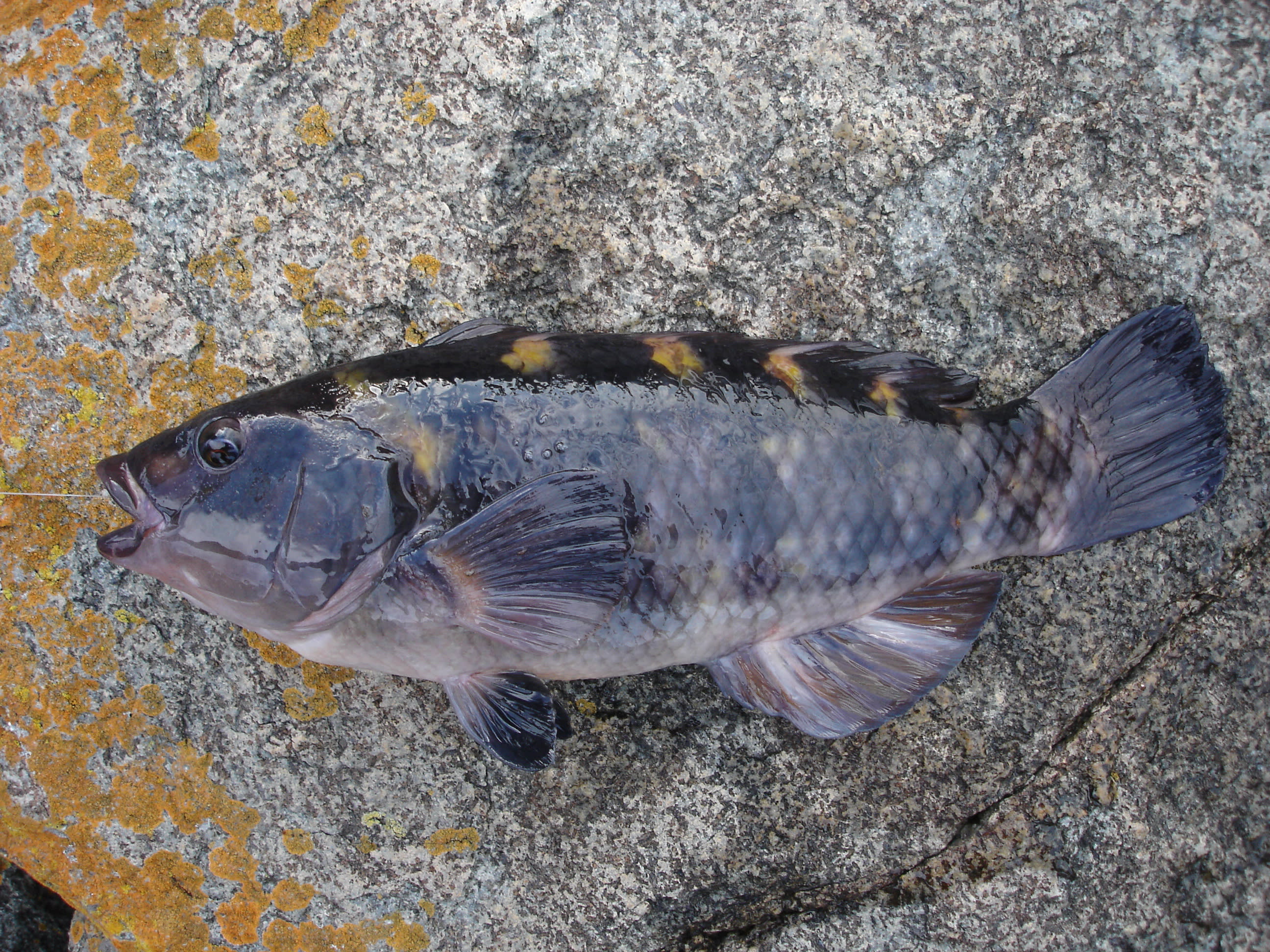 Yellow saddled wrasse