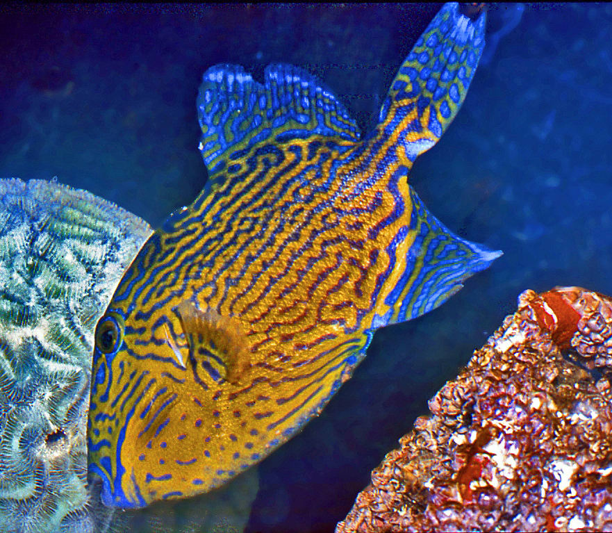 Yellowspotted triggerfish