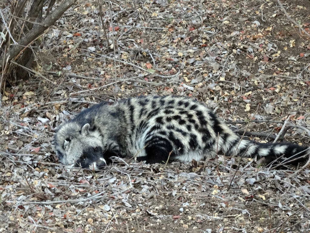 African civet