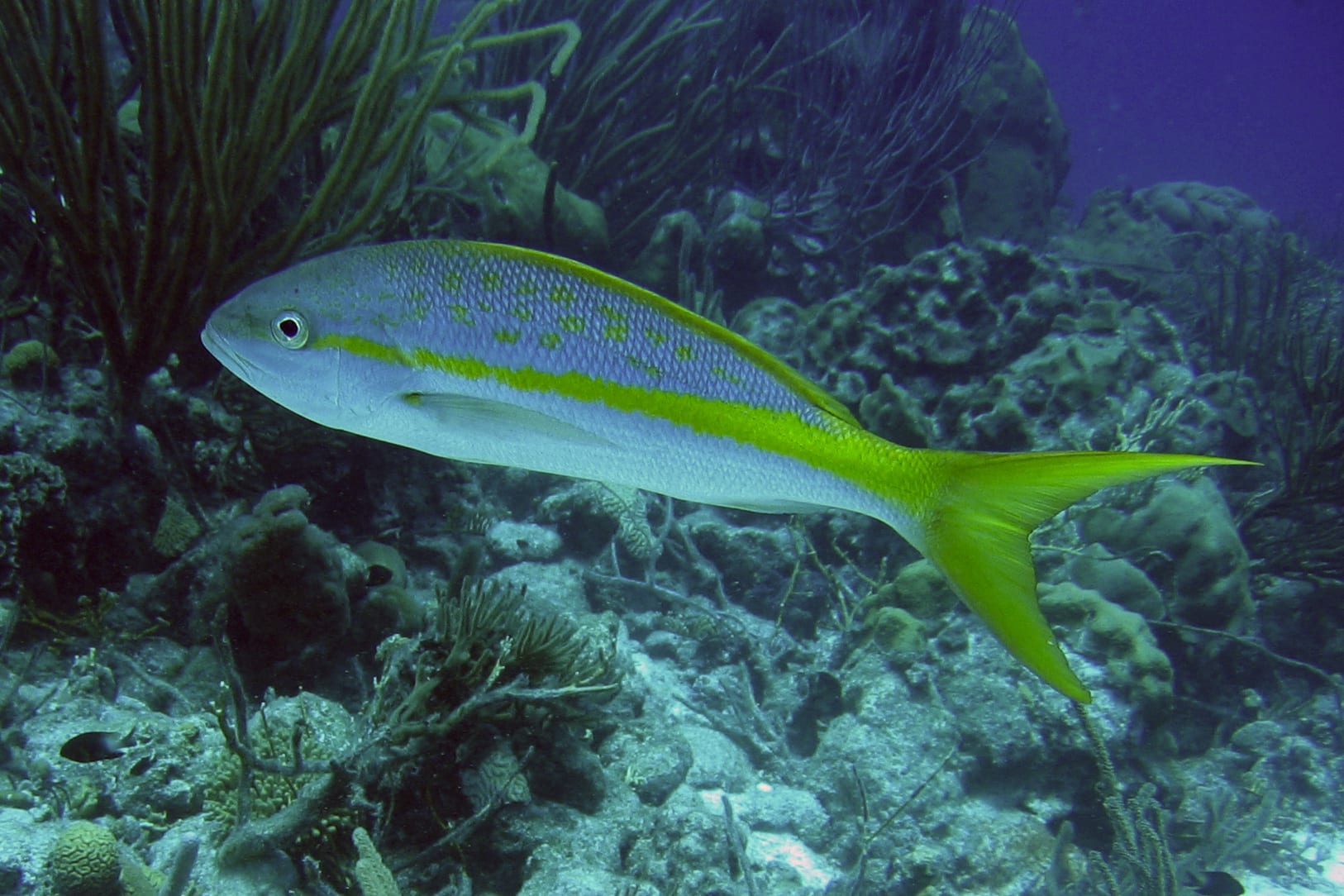 Yellowtail snapper