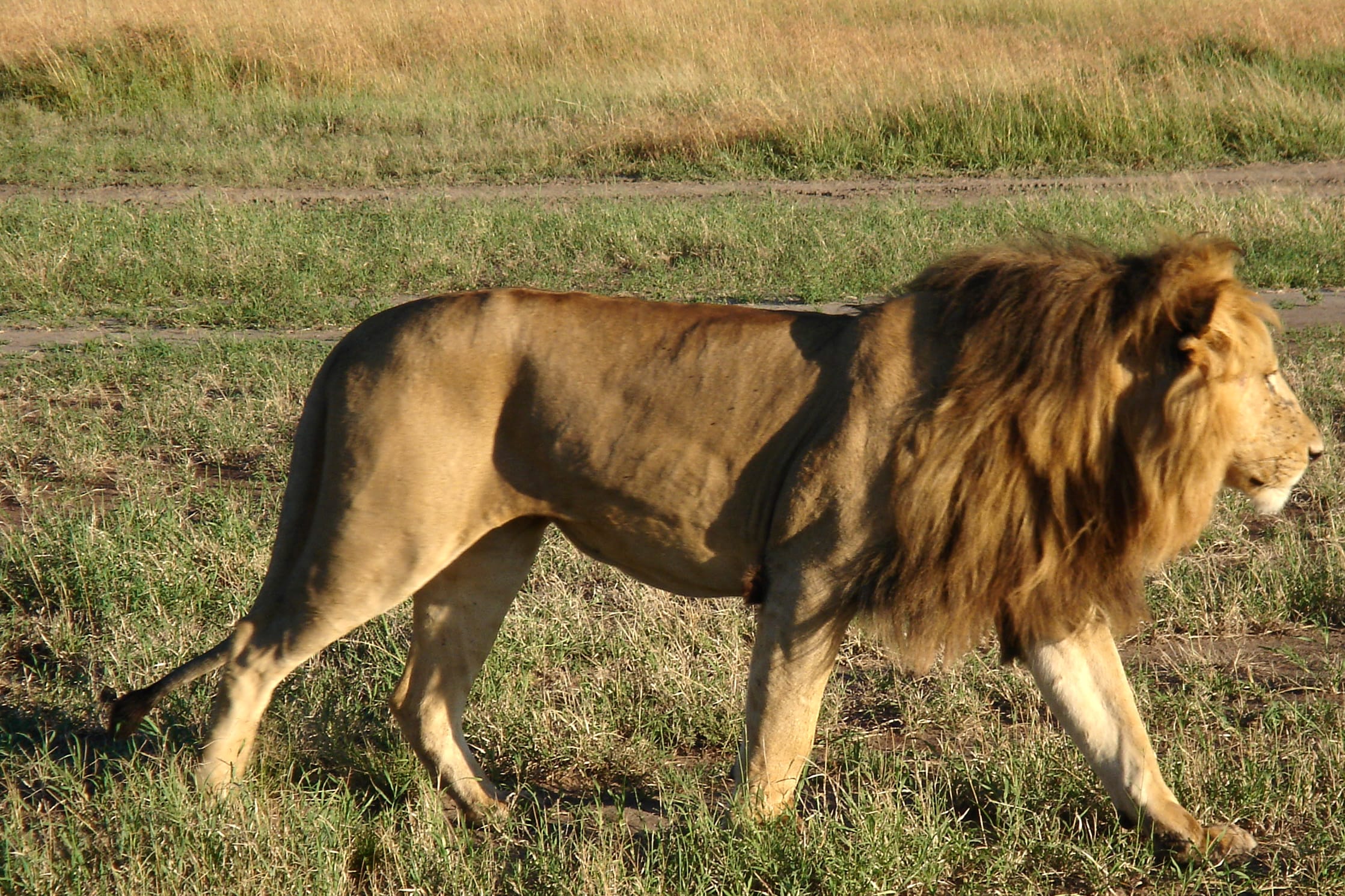 African lion
