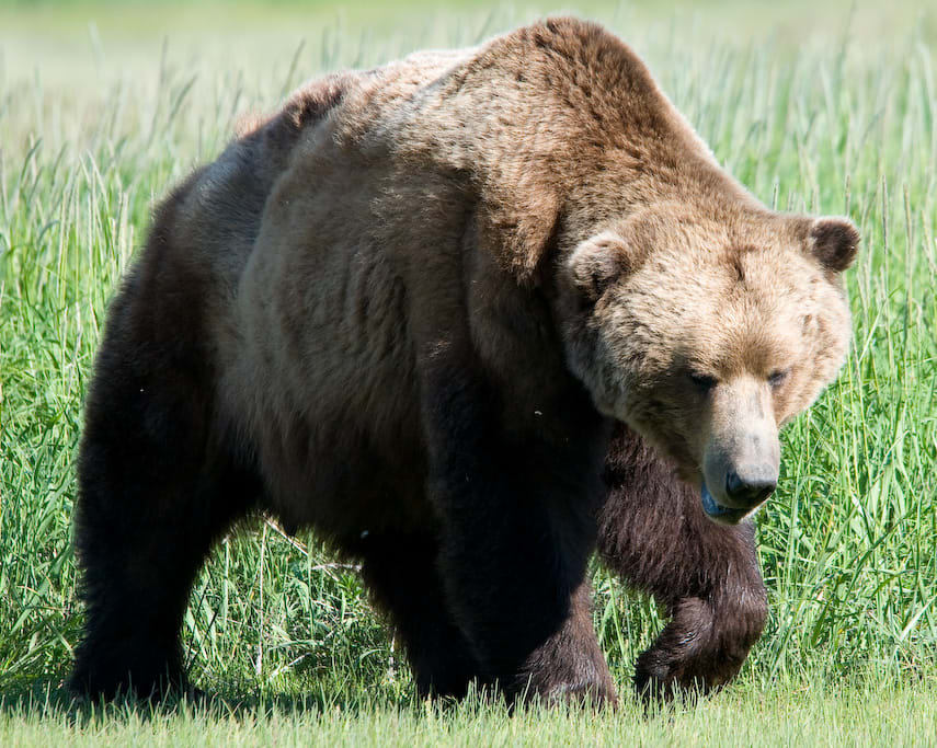 Alaskan brown bear