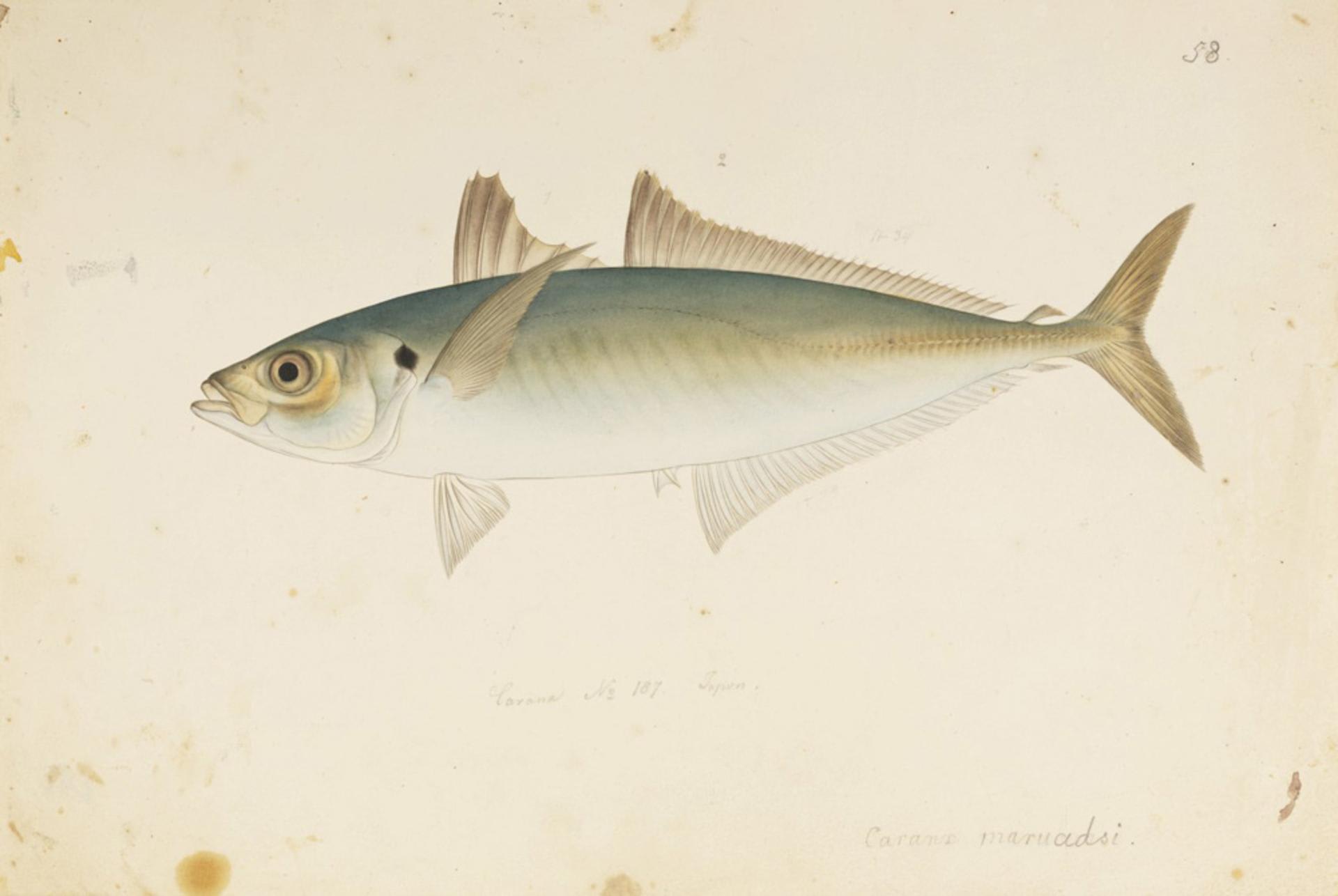 Amberstripe scad