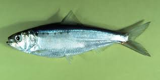 American shad
