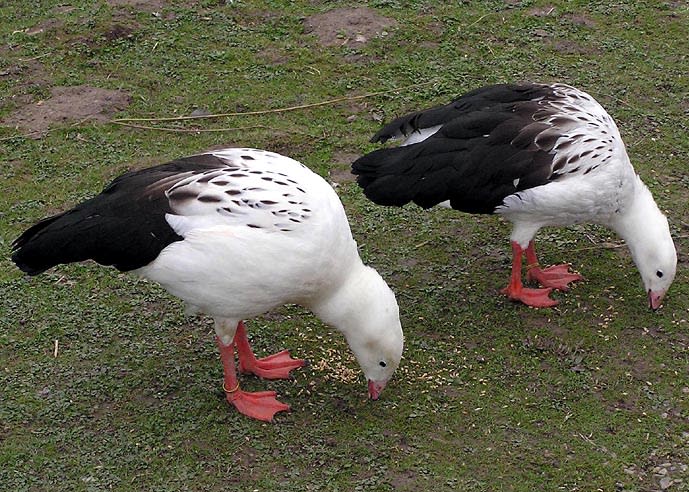 Andean goose