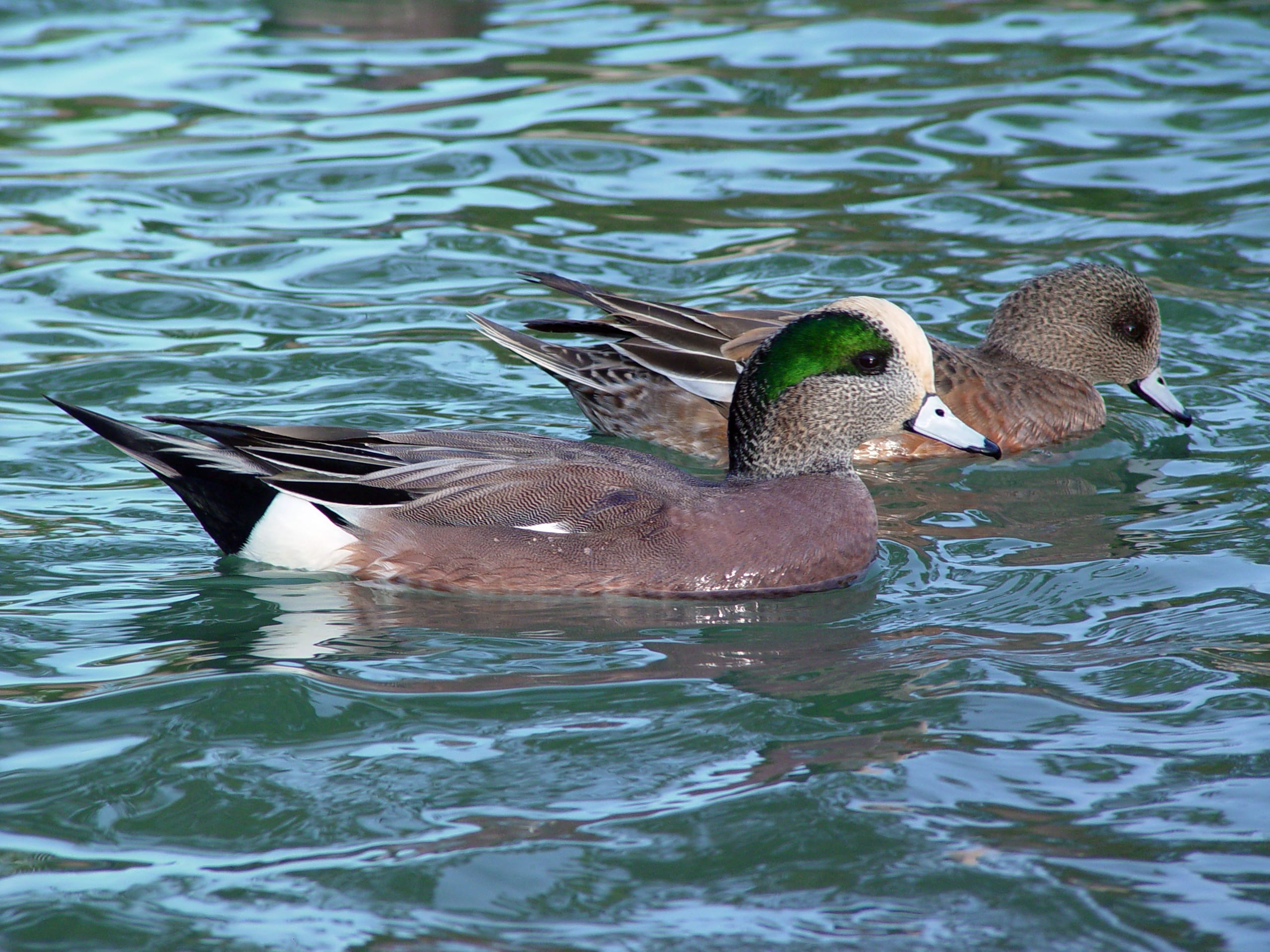 American wigeon duck