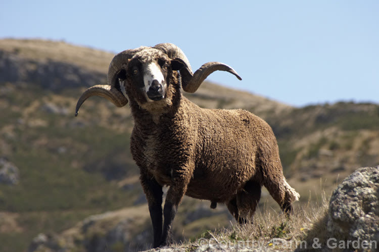Arapawa sheep
