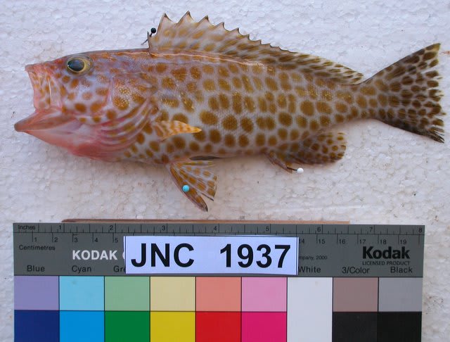 Areolate grouper