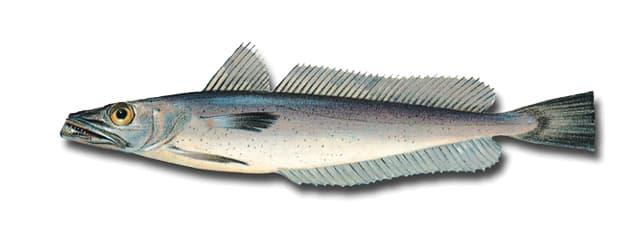 Argentine hake