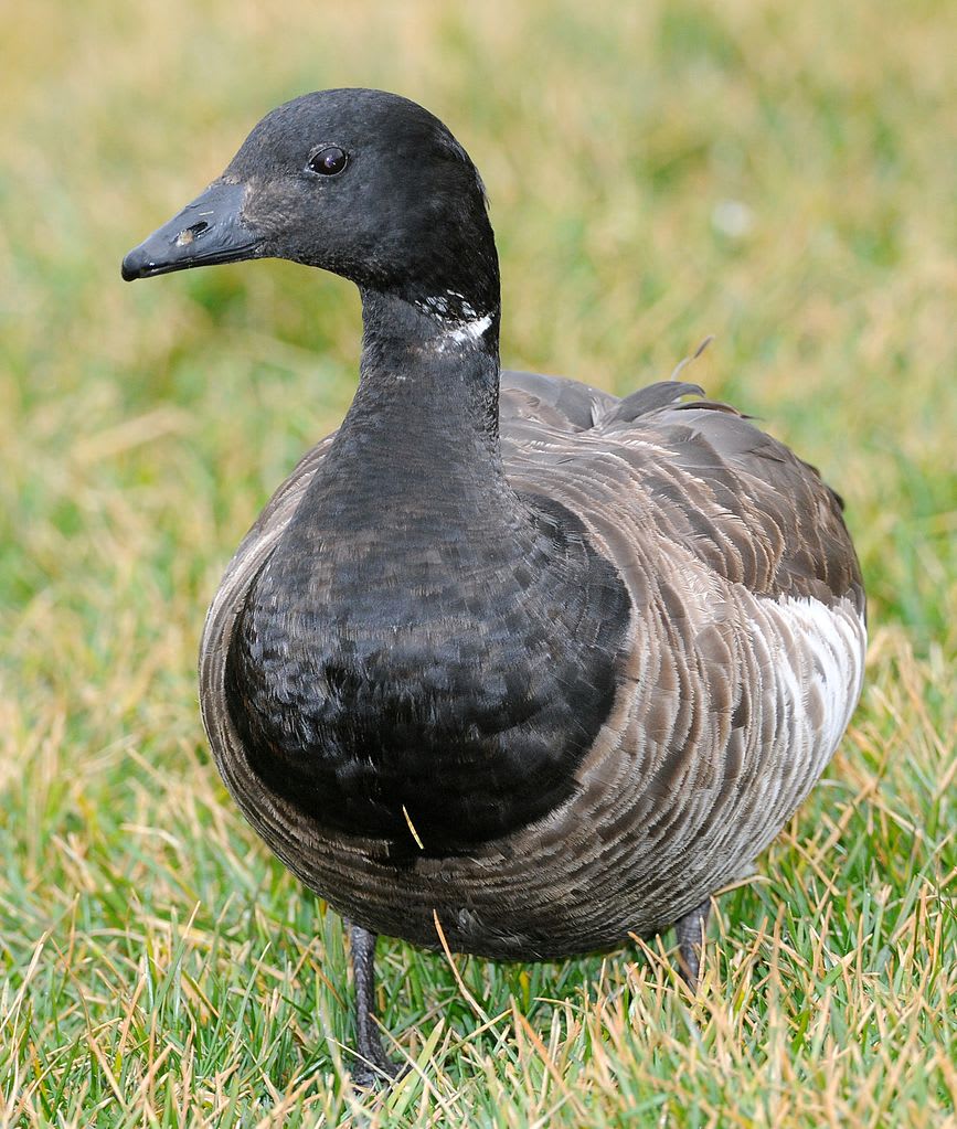 Atlantic brant