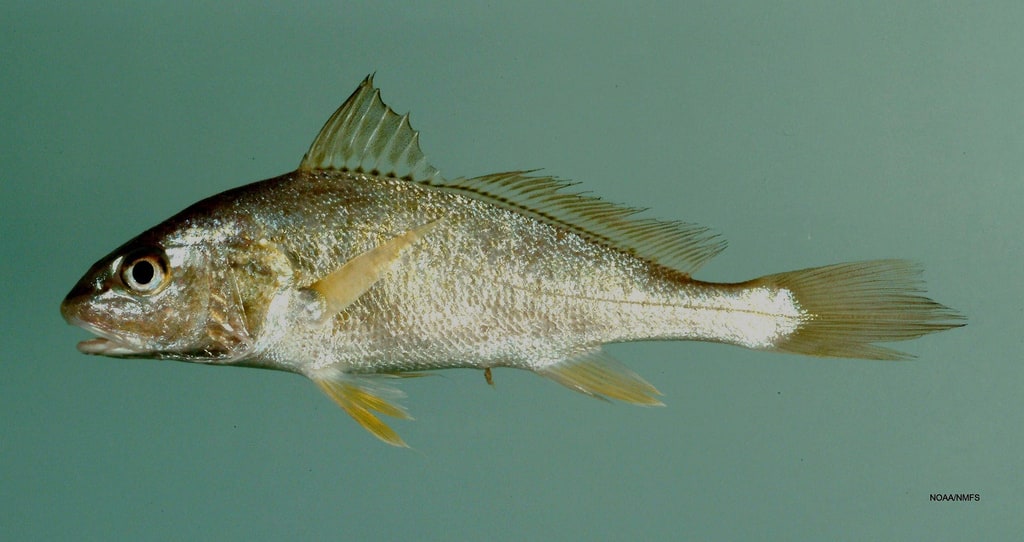 Atlantic croaker