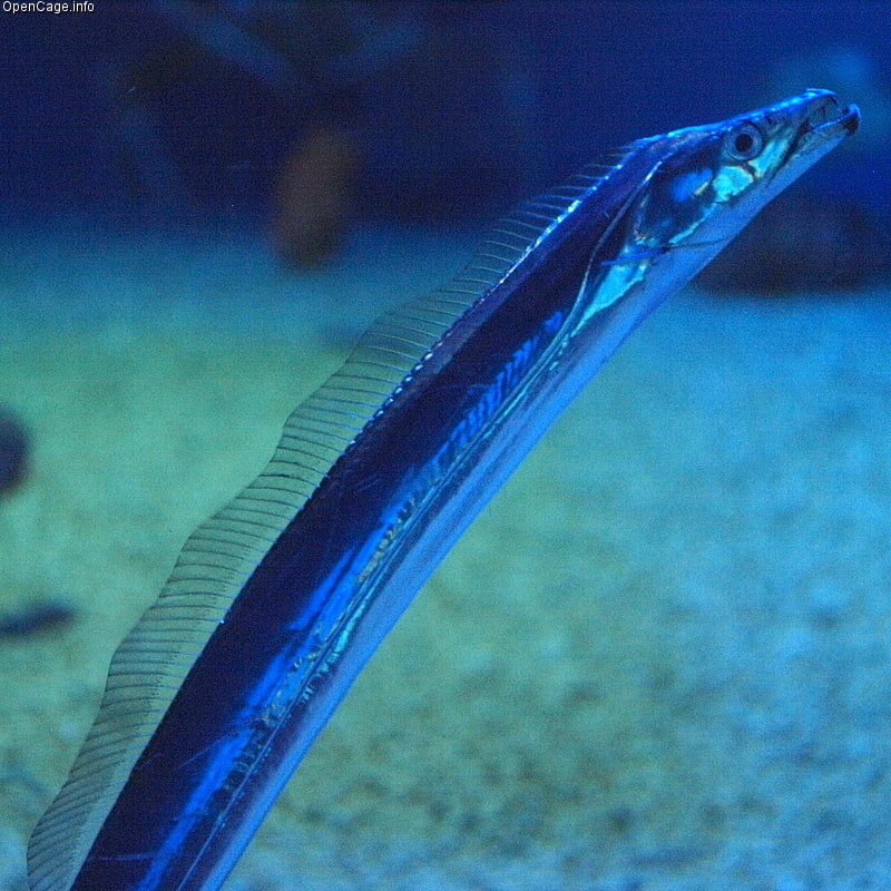 Atlantic cutlassfish
