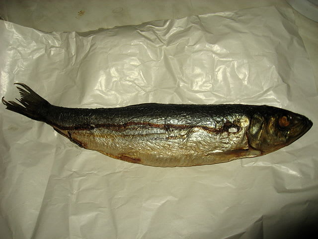 Atlantic herring