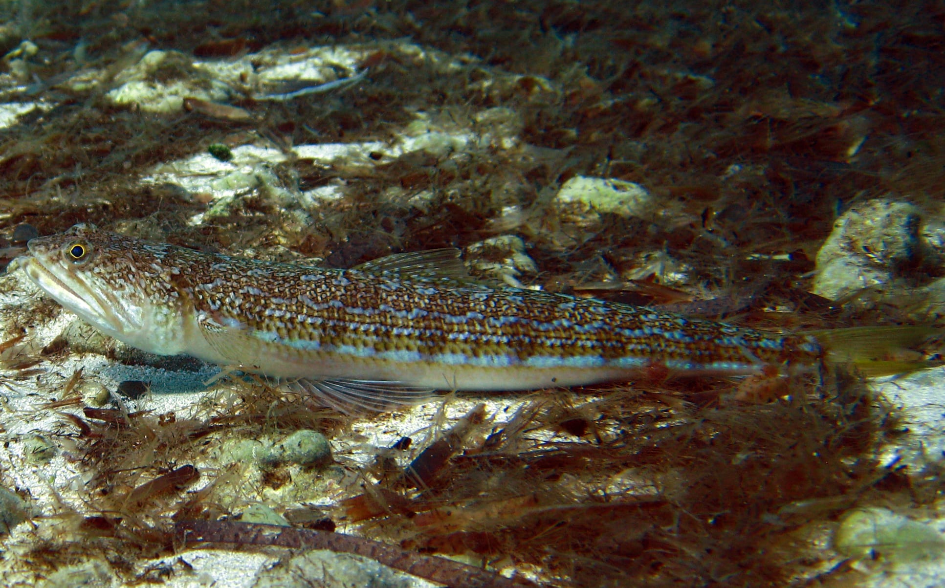 Atlantic lizardfish