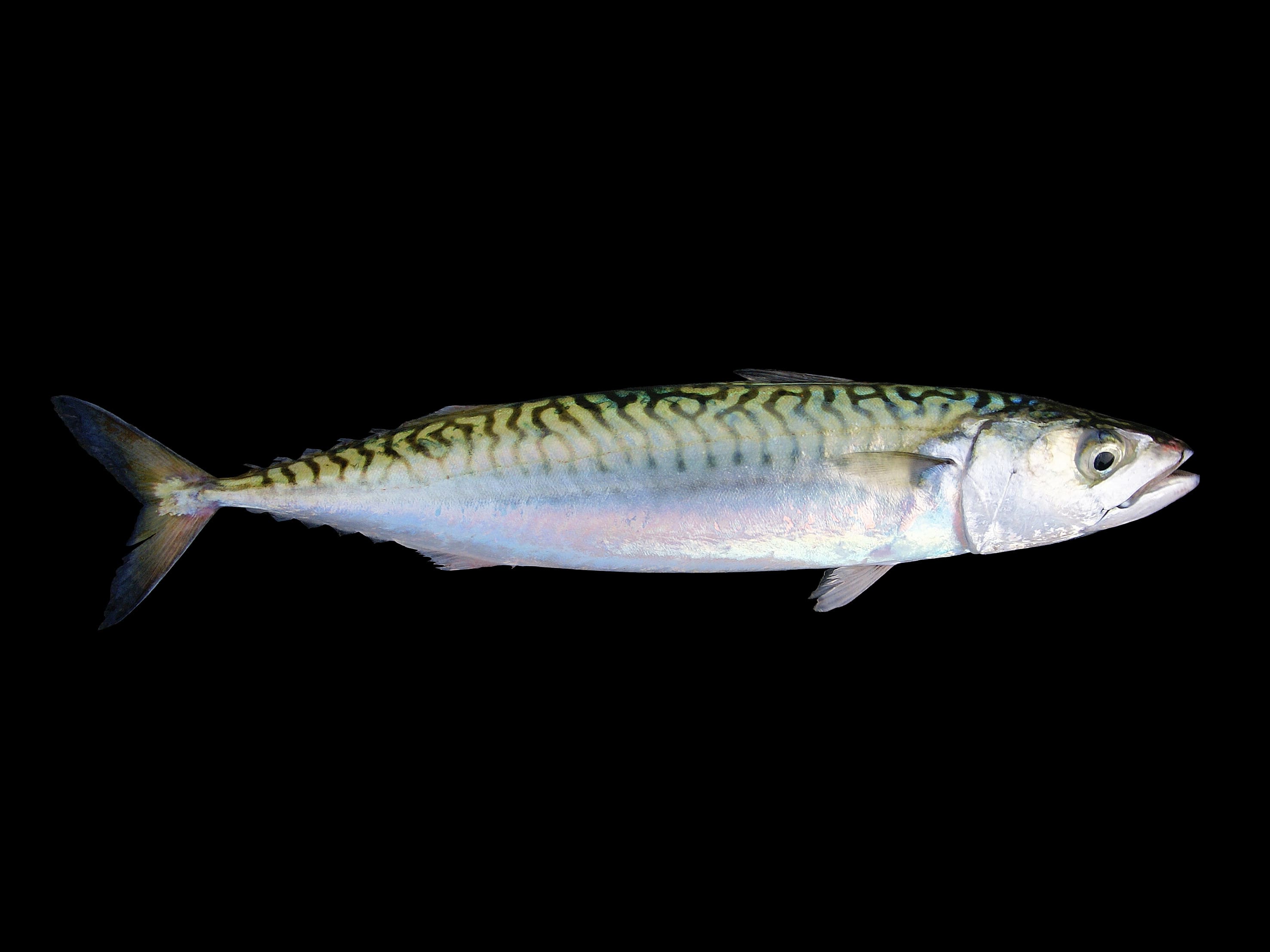 Atlantic mackerel