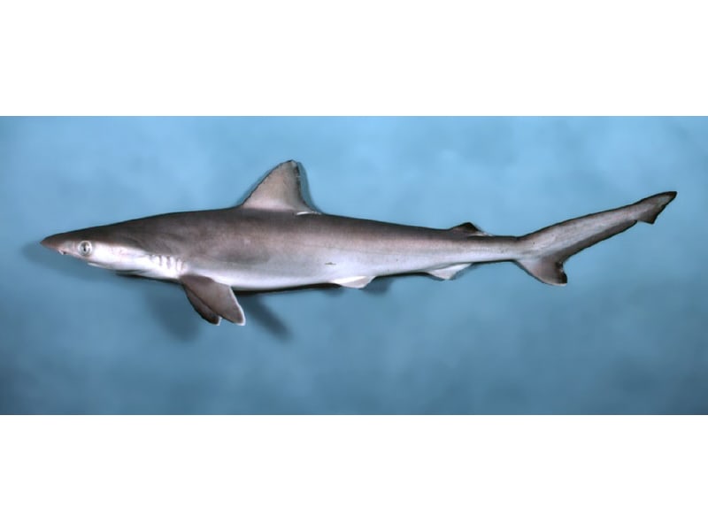 Atlantic sharpnose shark