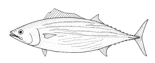 Australian bonito