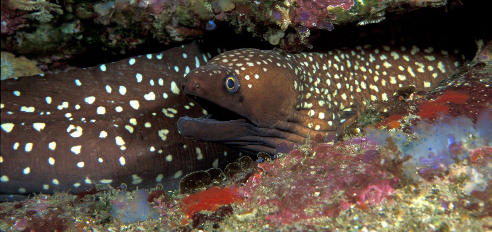 Australian mottled moray