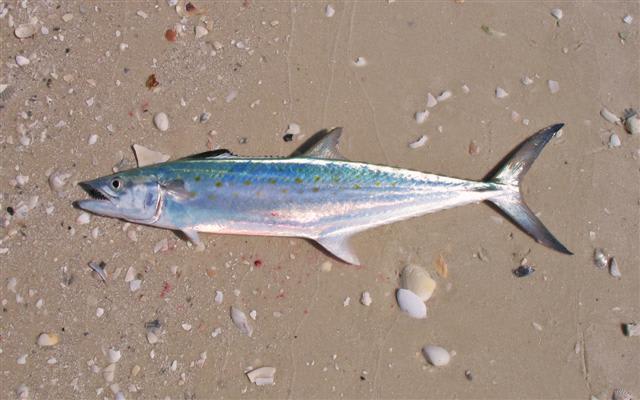 Australian spotted mackerel