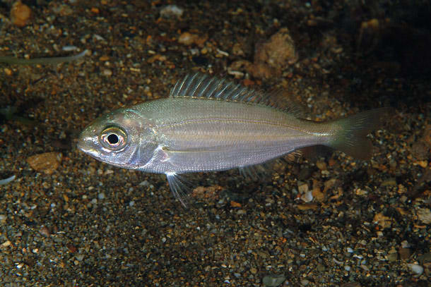 Axillary seabream