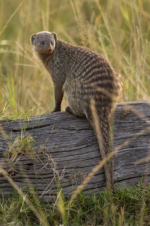 Banded Mongoose