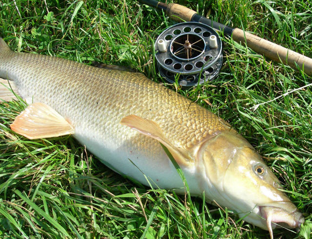 Barbel