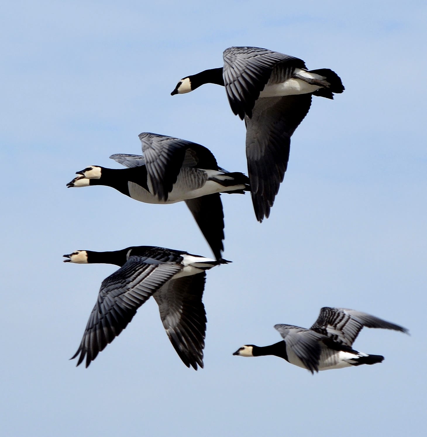 Barnacle goose