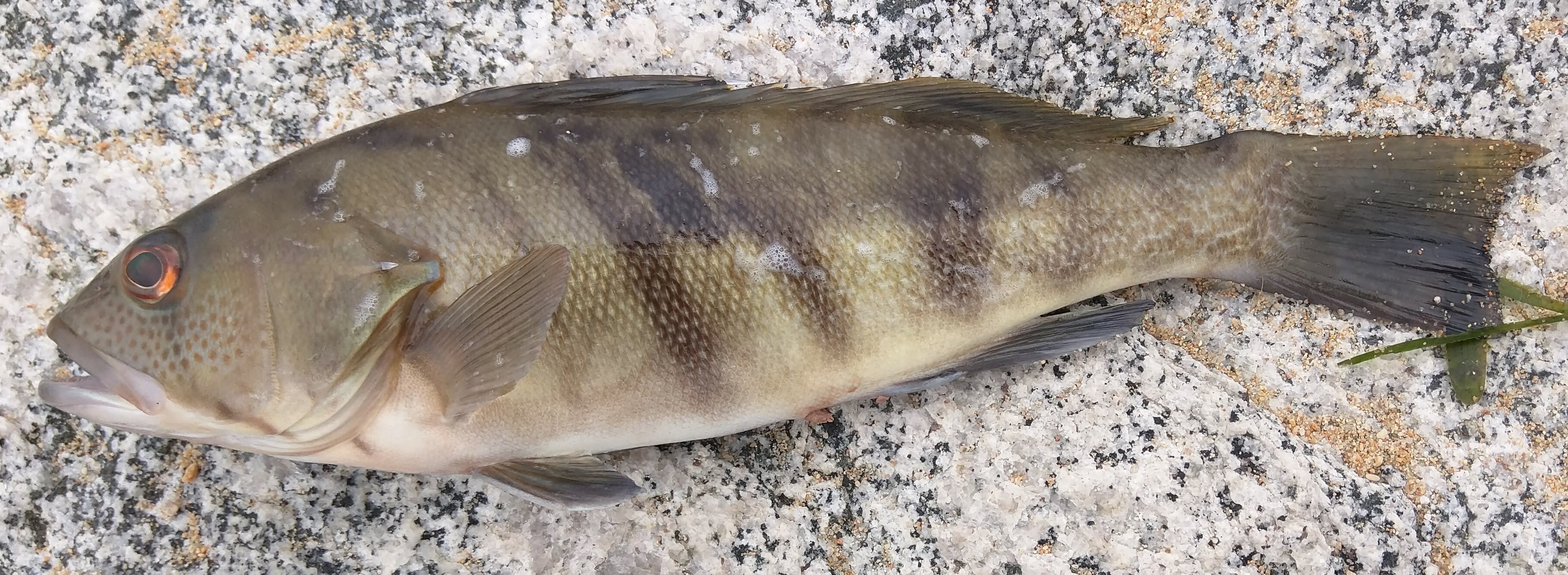 Barred sand bass