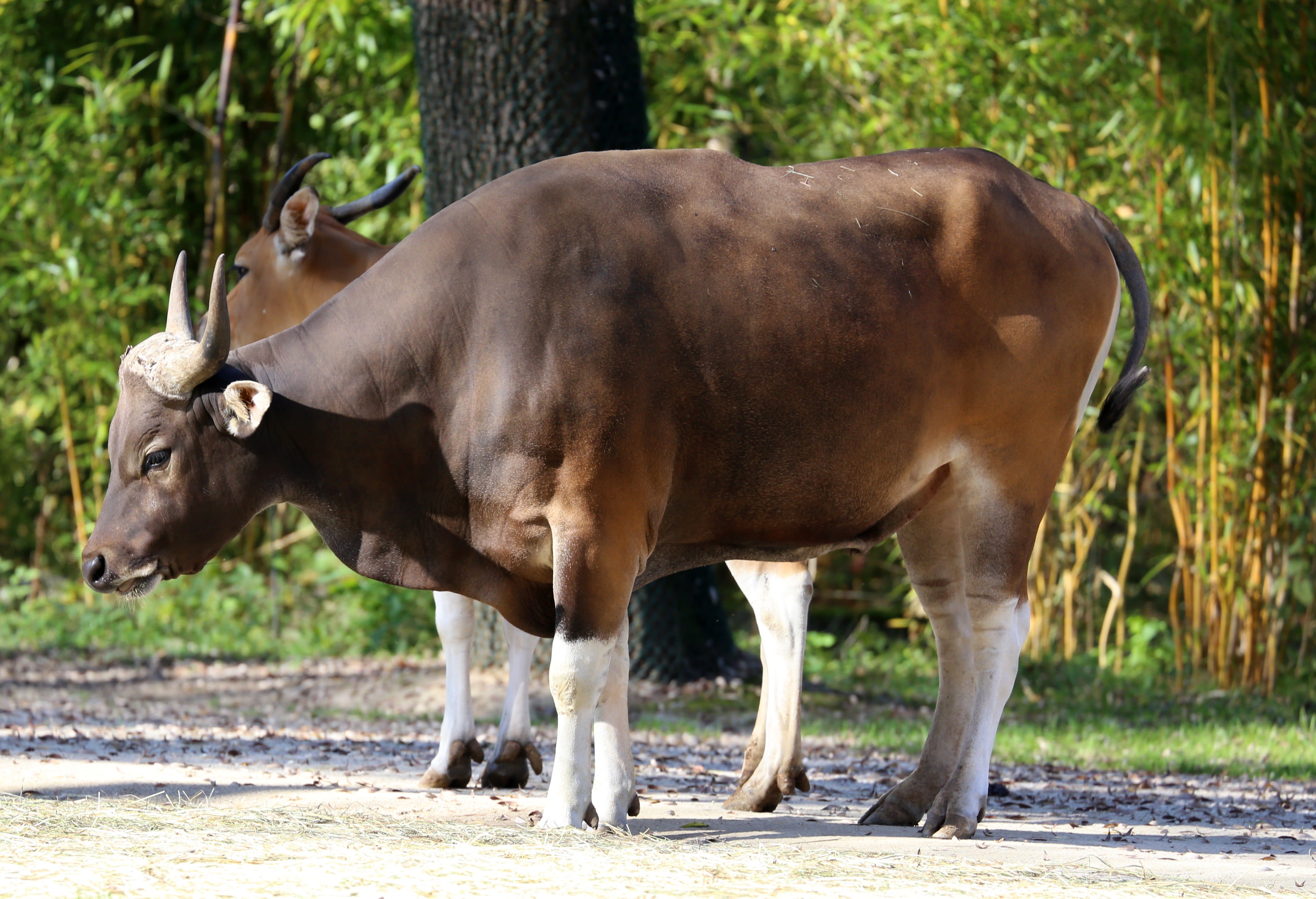 Banteng