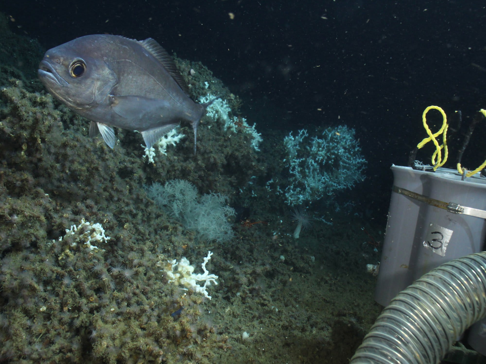 Barrelfish