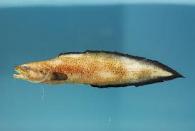 Bearded brotula