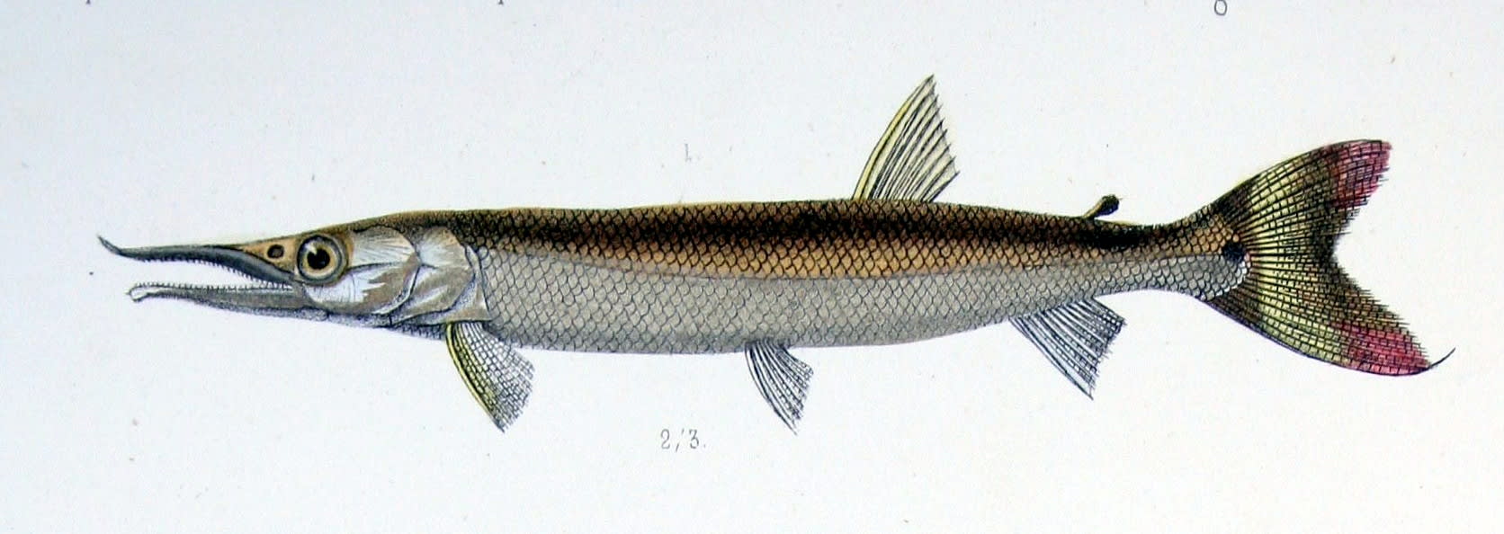 Bicuda