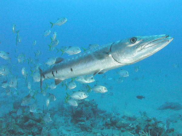 Bigeye barracuda