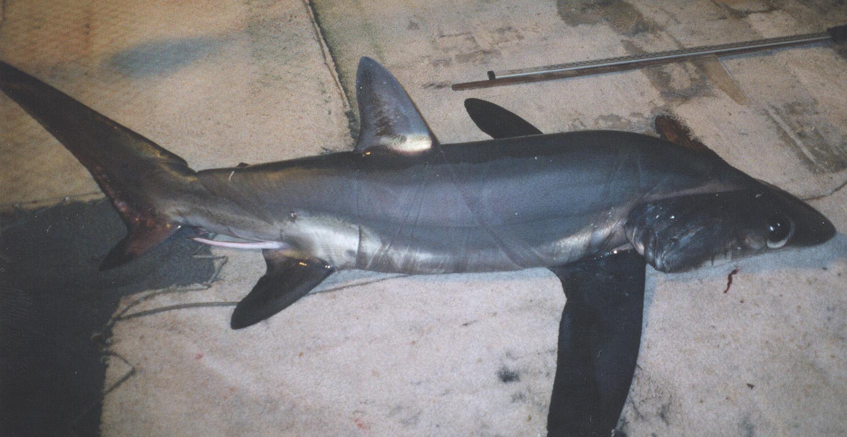 Bigeye thresher shark