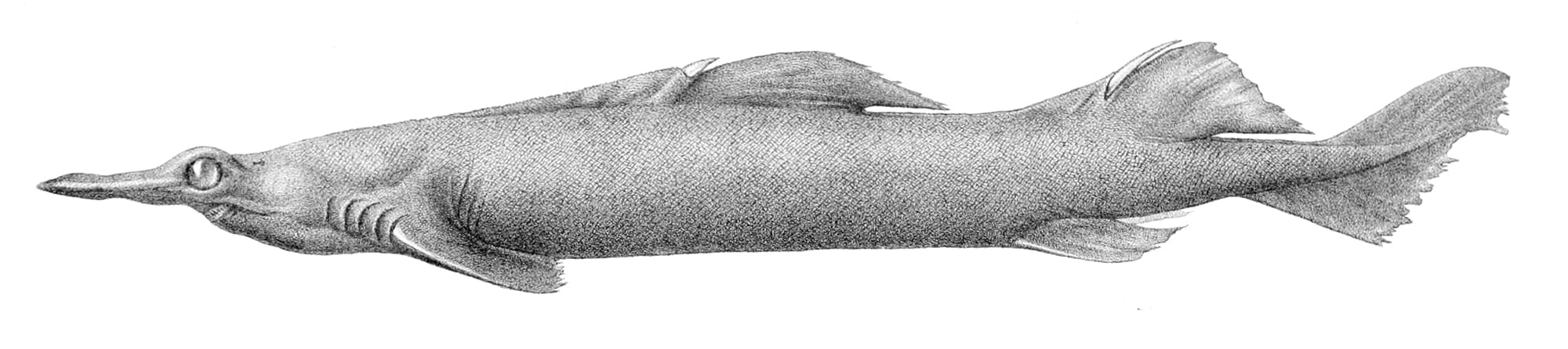 Birdbeak dogfish