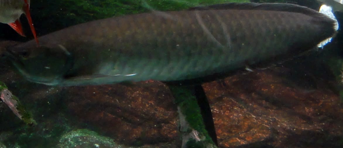 Black arowana