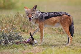 Black-backed Jackal